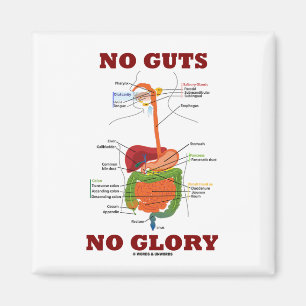 No Guts No Glory (Digestive System Anatomy Humour) Magnet