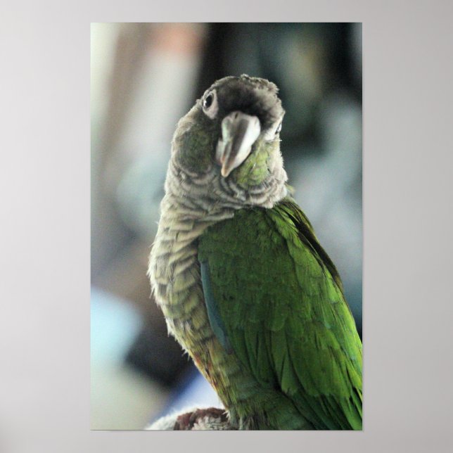 No more mock hedgehog poster (Front)