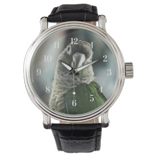 No more mock hedgehog watch