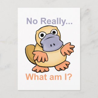 No Really... What am I? Platypus Postcard