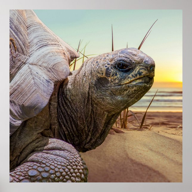 No Rush Poster (Front)