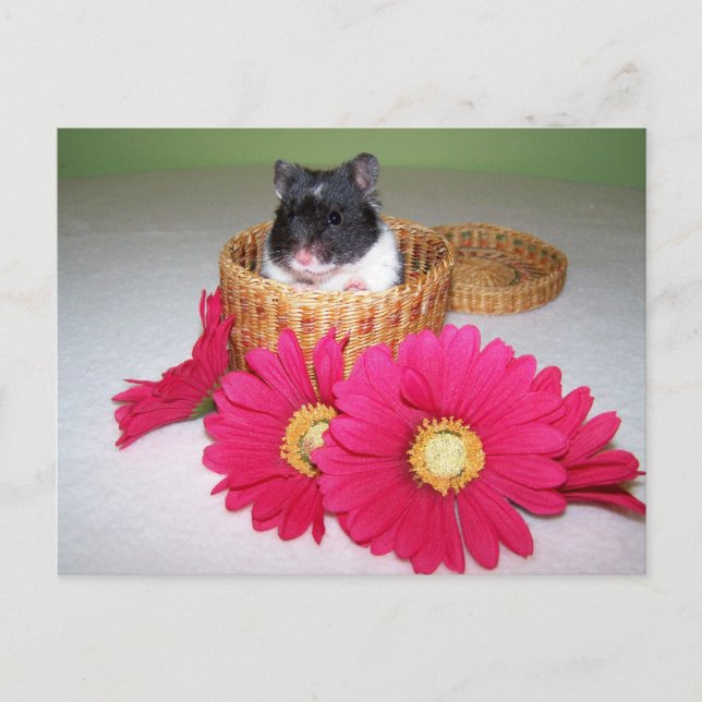 noah cutie postcard (Front)