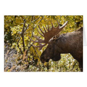 Noble Bull Moose