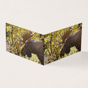 Noble Bull Moose
