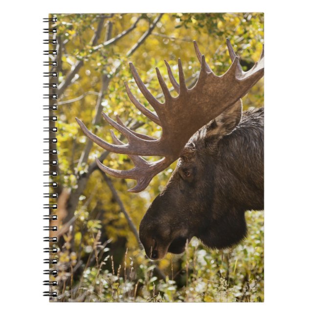 Noble Bull Moose Notebook (Front)