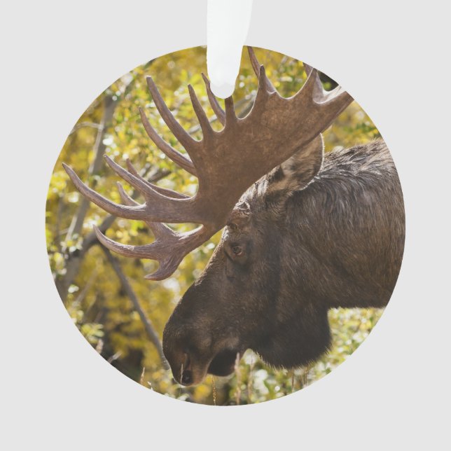 Noble Bull Moose Ornament (Front)