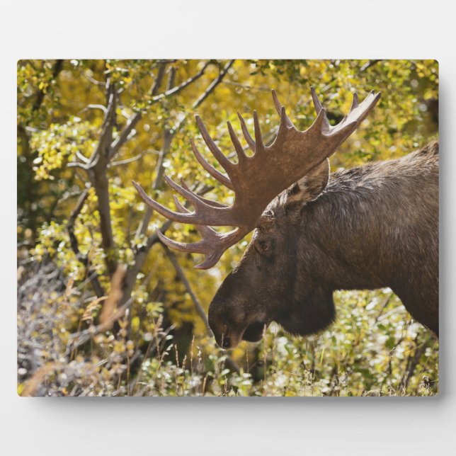 Noble Bull Moose Plaque (Front)