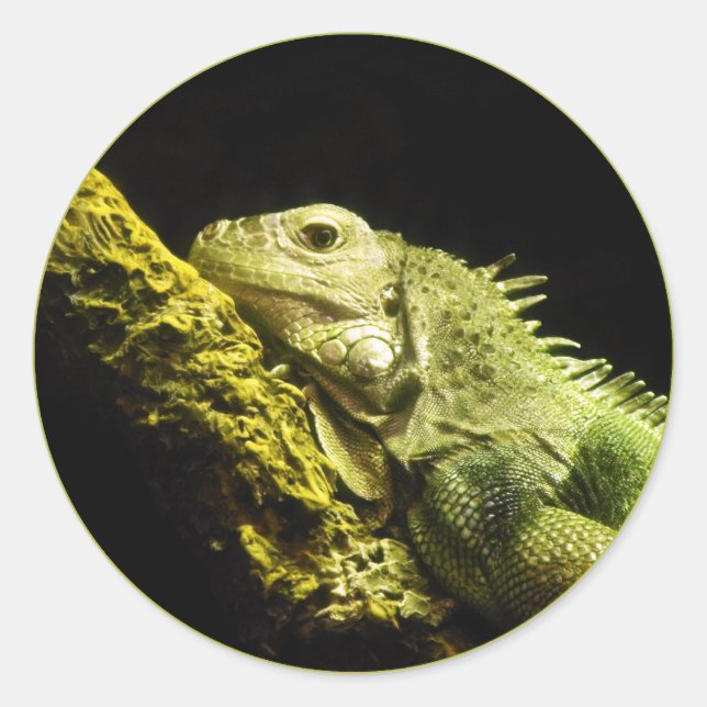 Noble Iguana Stickers (Front)