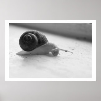 Nocturmia Photography Black and White Snail Poster