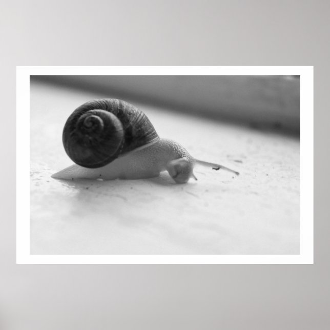 Nocturmia Photography Black and White Snail Poster (Front)