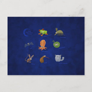 Nocturnal Animals Postcard