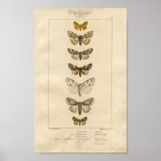 Nocturnes Specimen Poster