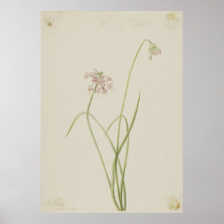 Nodding Onion (Allium cernuum) Poster