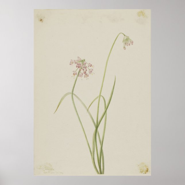 Nodding Onion (Allium cernuum) Poster (Front)
