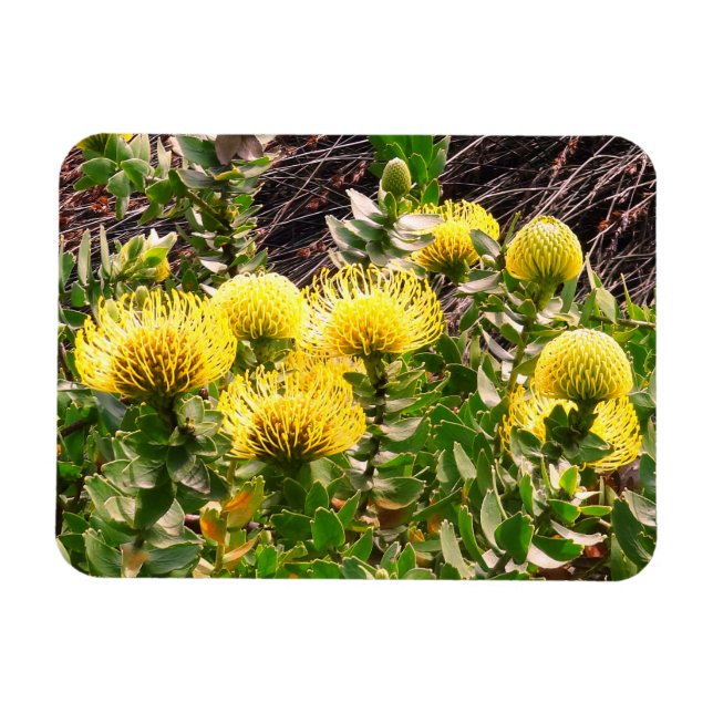 Nodding Pincushion Yellow Bird #1 Magnet (Horizontal)