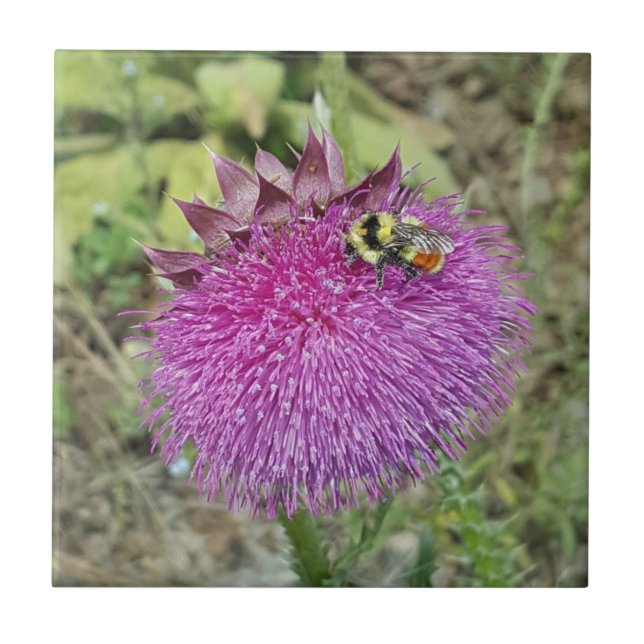 Nodding Thistle - Ceramic Tile (Front)
