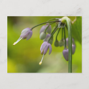 Nodding Wild Onion Purple Wildflower Postcard