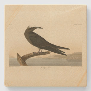 Noddy Tern, Brown Noddy Audubon's Birds of America Stone Coaster