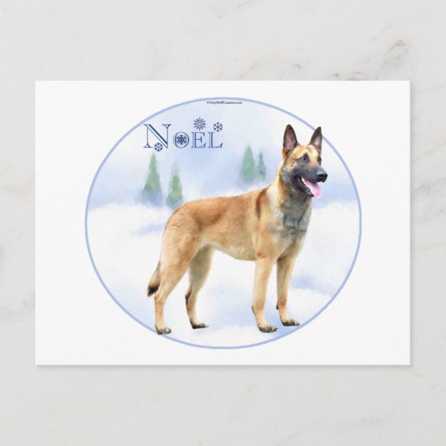 Noel Belgian Malinois Holiday Postcard (Front)