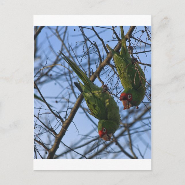 Noisy Neighbours Postcard (Front)