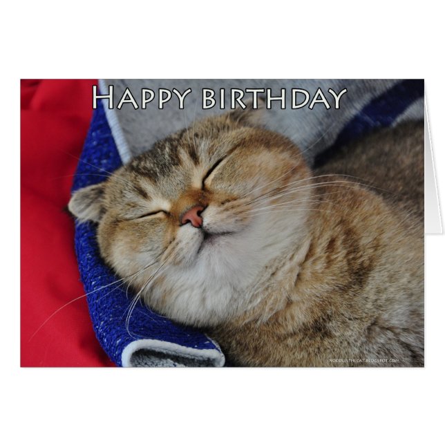 Noodles the Scottish Fold Cat is sleeping (Front Horizontal)