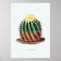 Nopal Drawing of a Cactus Flower Cactus Plant Imag