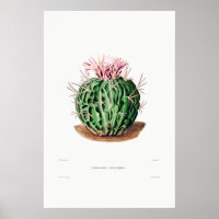 Nopal Drawing of a Cactus Flower Cactus Plant Imag
