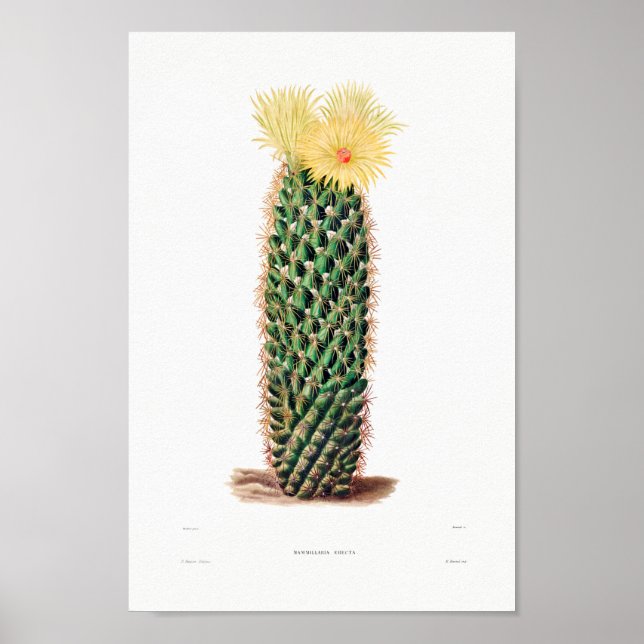 Nopal Drawing of a Cactus Flower Cactus Plant Imag Poster (Front)