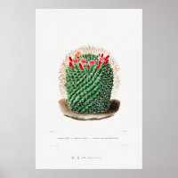 Nopal Drawing of a Cactus Flower Cactus Plant Imag