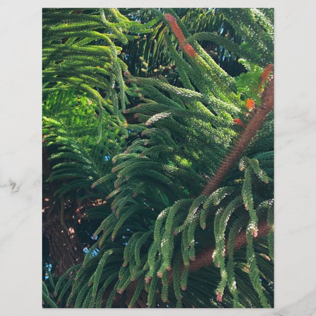 Norfolk Island Pine (Front)