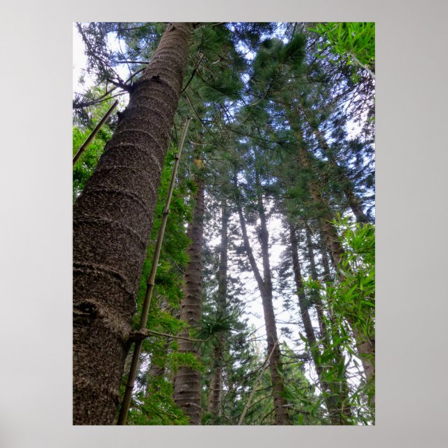 Norfolk Island Pine Trees Poster (Front)