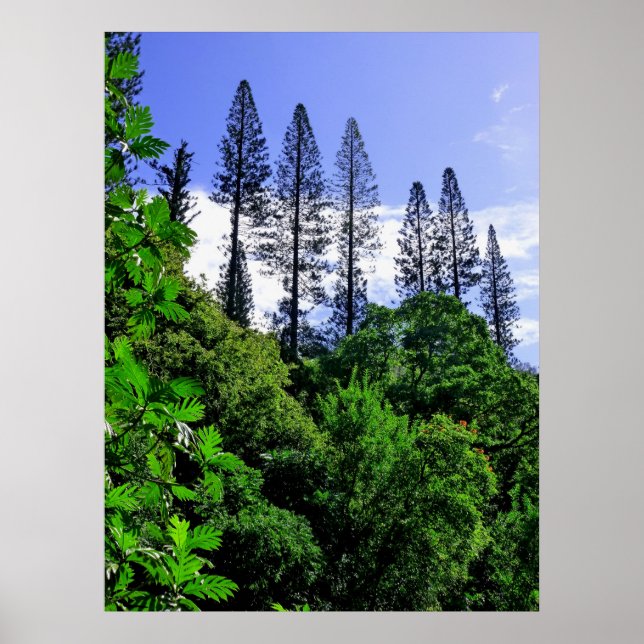 Norfolk Island Pine Trees Poster (Front)