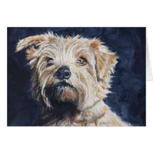 Norfolk Terrier head study