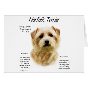 Norfolk Terrier History Design