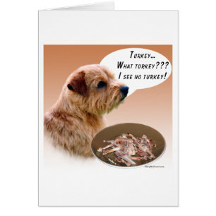Norfolk Terrier Turkey