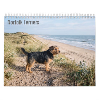 Norfolk Terriers 2027 Wall calendar