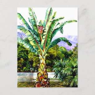 North - Abyssinian Ensete in a Garden in Tenerife, Postcard