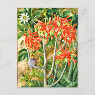 North - Aloe and Passion Flower, South Africa, Postcard