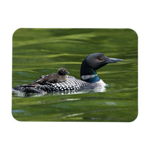 North America, Canada, British Columbia, Lac Le Magnet