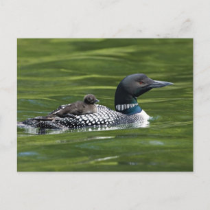 North America, Canada, British Columbia, Lac Le Postcard