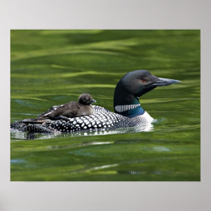 North America, Canada, British Columbia, Lac Le Poster