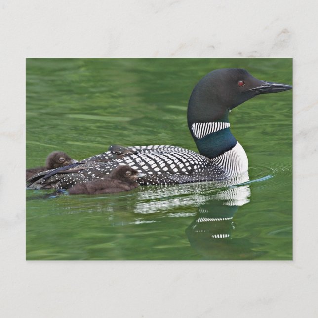 North America, Canada, British Columbia Postcard (Front)