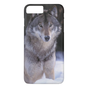 North America, Canada, Eastern Canada, Grey wolf iPhone 8 Plus/7 Plus Case