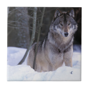 North America, Canada, Eastern Canada, Grey wolf Ceramic Tile