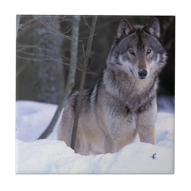 North America, Canada, Eastern Canada, Grey wolf Ceramic Tile (Front)