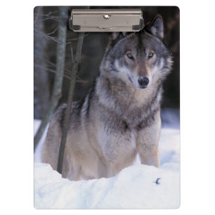 North America, Canada, Eastern Canada, Grey wolf Clipboard