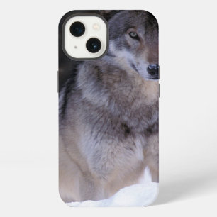 North America, Canada, Eastern Canada, Grey wolf iPhone Case