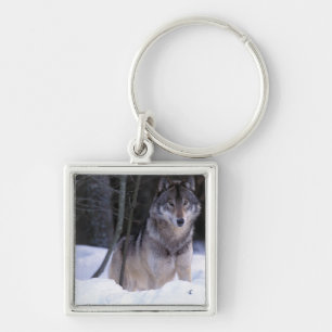 North America, Canada, Eastern Canada, Grey wolf Key Ring