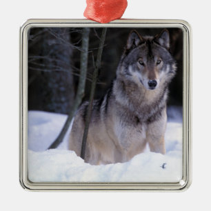 North America, Canada, Eastern Canada, Grey wolf Metal Tree Decoration