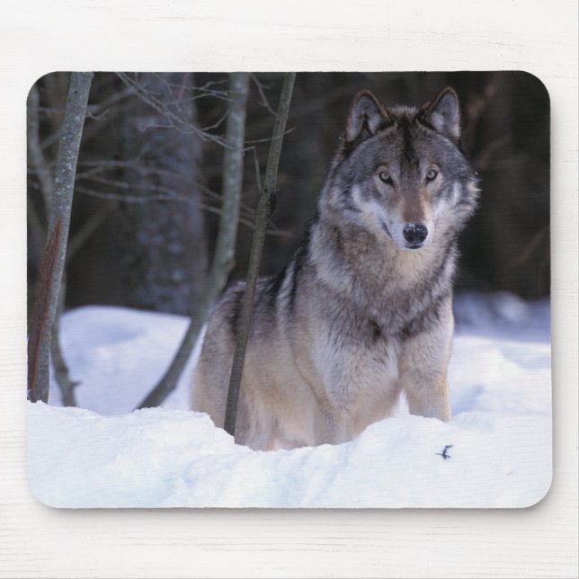 North America, Canada, Eastern Canada, Grey wolf Mouse Pad (Front)